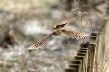 Wildlife sightings for 20th September 2022